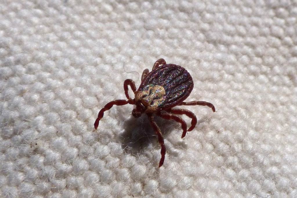 Bahaya Tungau di Kasur dan Cara Mengatasinya